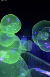 Glow in the Dark Bubble Party